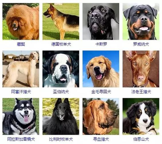 一篇文章让你了解狗的所有种类