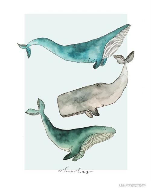 鲸鱼水彩画作品,可爱的鲸鱼水彩画图集
