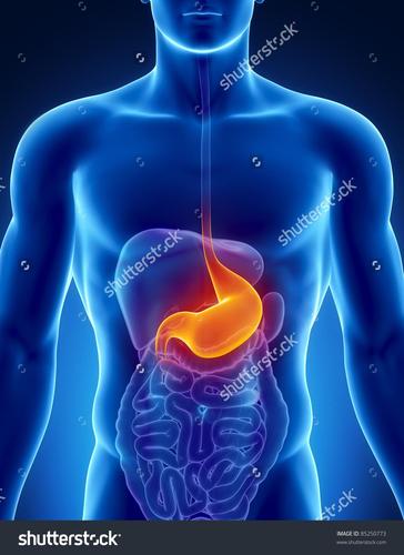 男性胃解剖人体器官在x射线视图中-医疗保健,科学-海洛创意(hellorf)