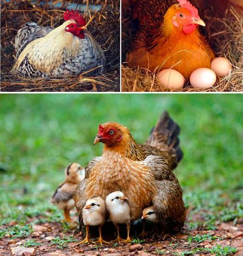 母鸡孵蛋所在的茂密的草窝运用点线面的黑白灰元素对母鸡进行重点的