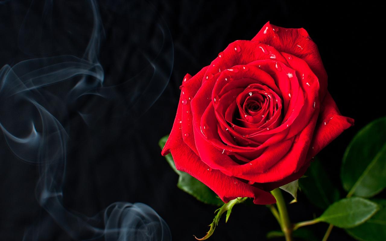 唯美玫瑰花花卉小清新高清桌面壁纸