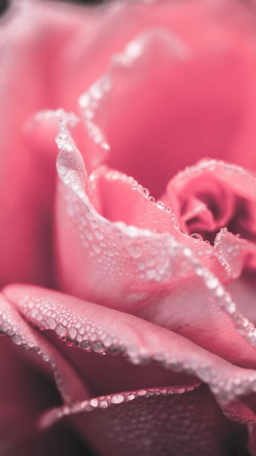 粉嫩唯美的玫瑰花,高清图片,手机壁纸