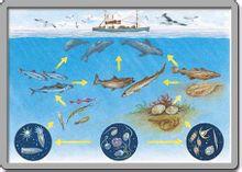 海洋食物网