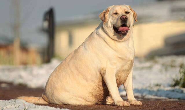 拉布拉多犬的标准体重是多少?