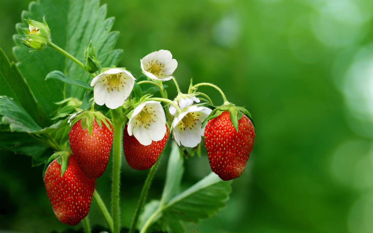 新鲜多汁美味草莓壁纸唯美清新的草莓