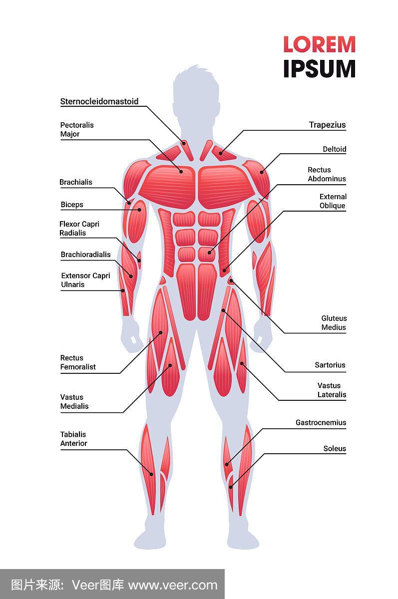 男性肌肉系统板人体结构肌肉图全长垂直复制空间