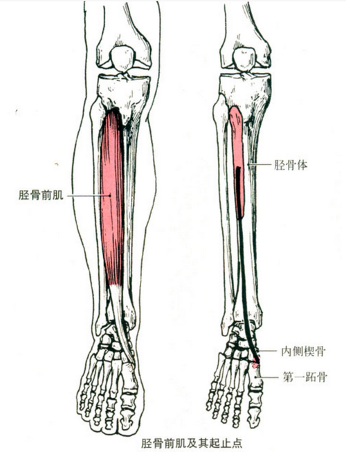 切换新版 >> 不再显示 × 胫骨前肌 部位:小腿前外侧浅层.