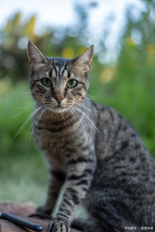 虎斑猫(又称短毛猫)是一种常见的猫咪品种,拥有独特的条纹外观.