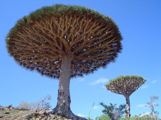 全球最奇特之一的奇树丨也门龙血树