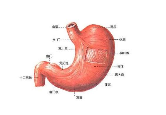 胃可分为贵门,胃底,胃体,胃窦和幽门几个部分.