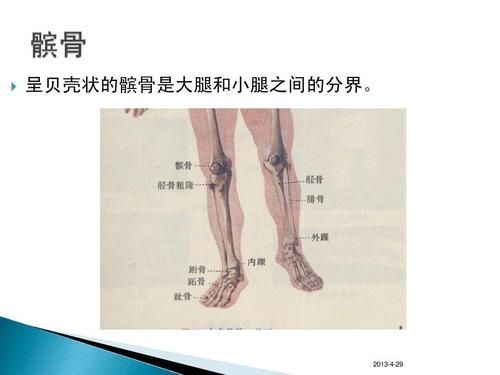 图片内容是:小腿骨结构人体小腿骨结构图 (第2页)小腿胫骨骨头上突出