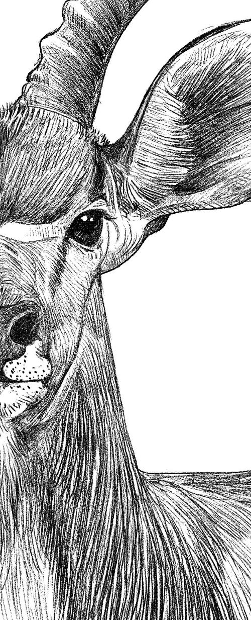 濒危动物之藏羚羊~|插画|商业插画|春和绘_原创作品-站酷(zcool)