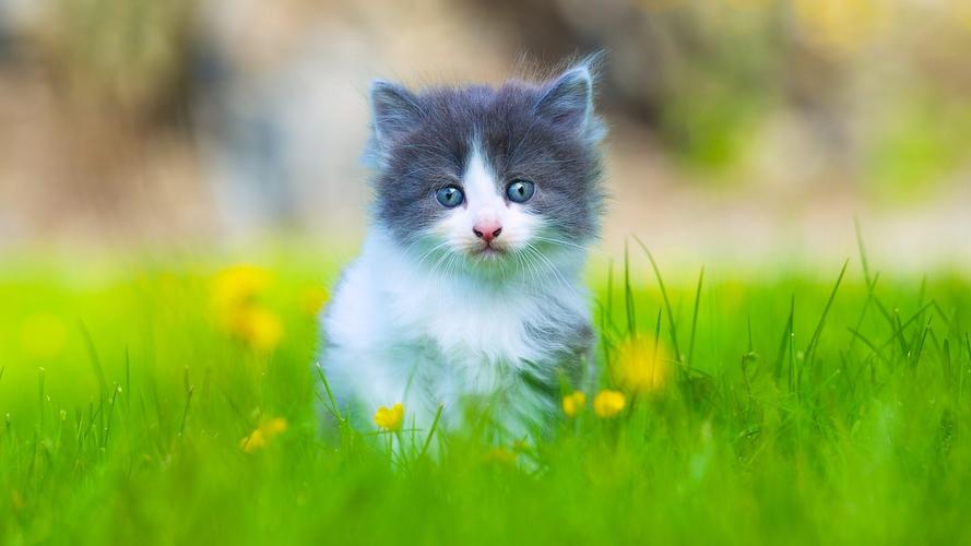 在草丛中可爱的毛茸茸的小猫 640x960 iphone 4/4s 壁纸,图片,背景