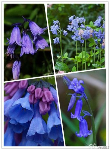 花瓣花语录#蓝铃花,又称"苏格兰的蓝色.