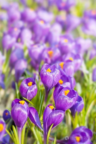 在春季花坛上淡紫色番红花