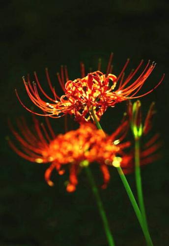 曼珠沙华是开在冥界的一种花,也叫彼岸花.