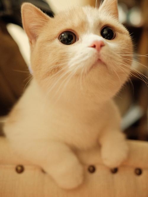 怎么会有曼基康这么可爱的小猫啊