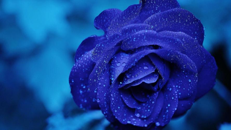 唯美蓝色鲜花高清桌面壁纸
