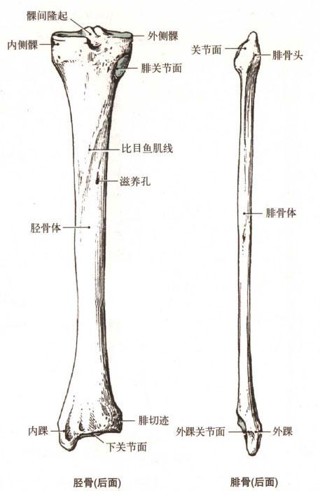 腓骨胫骨解剖示意图人体解剖图