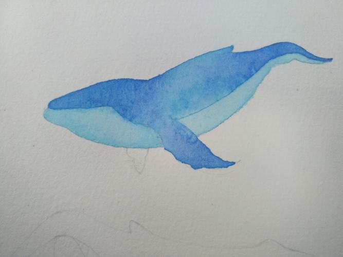 「水彩」鲸鱼教程