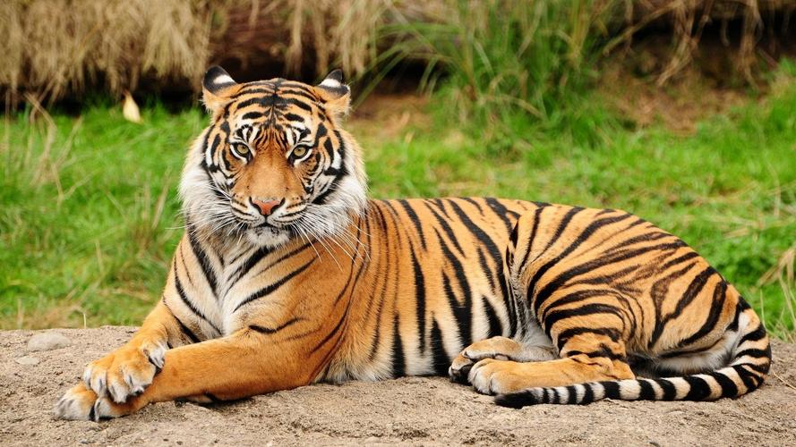 可爱,老虎,动物,壁纸可爱的老虎