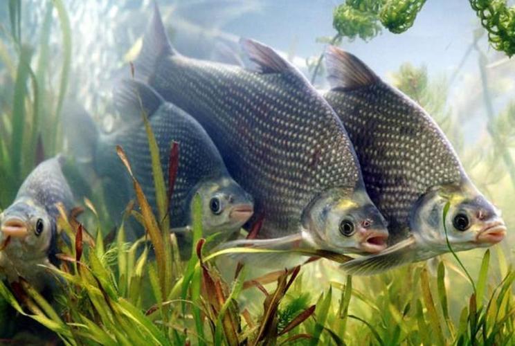 种鱼种由于生长的时间不同,那么怎样放养鱼呢?