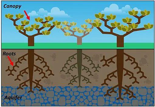 树木可以帮助把水输送回土壤吗