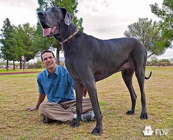 大丹犬也被称作德国獒,一度被欧洲王室及贵族所饲养,是身份和地位的