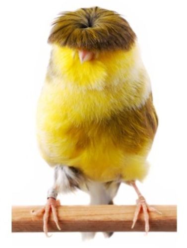 可爱萌宠宠物动物卖萌让专业的来留着西瓜头的鸟格罗斯特金丝雀