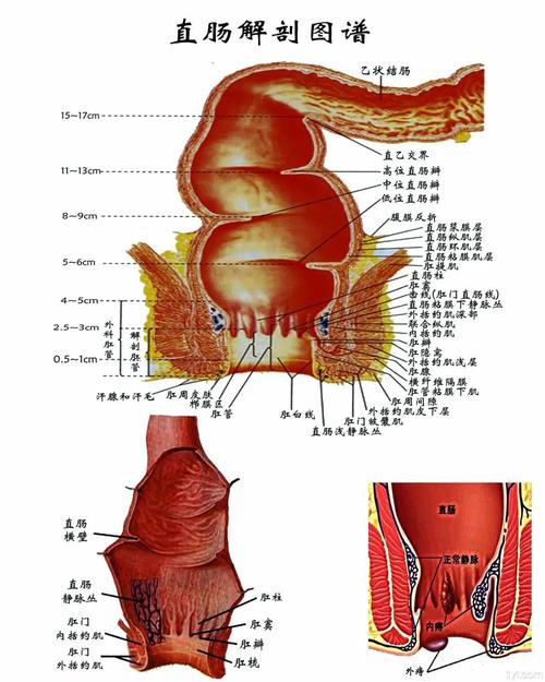 简约版肛门直肠解剖生理概要