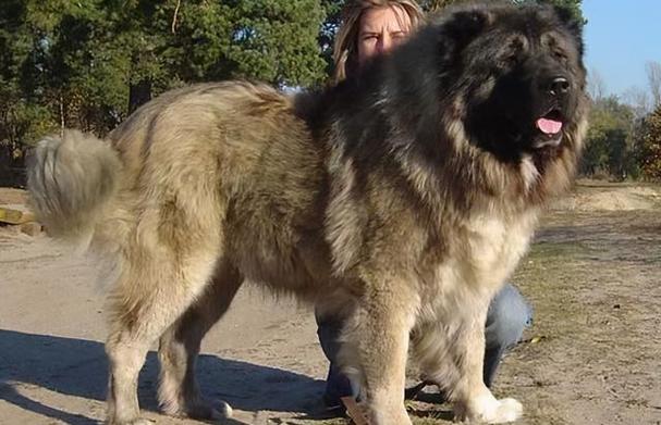 10种温柔的大型犬,健壮的身躯里面,潜藏着柔软的心灵