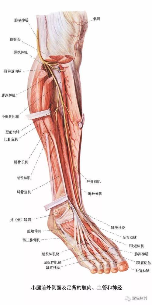 下肢血管解剖及cta检查