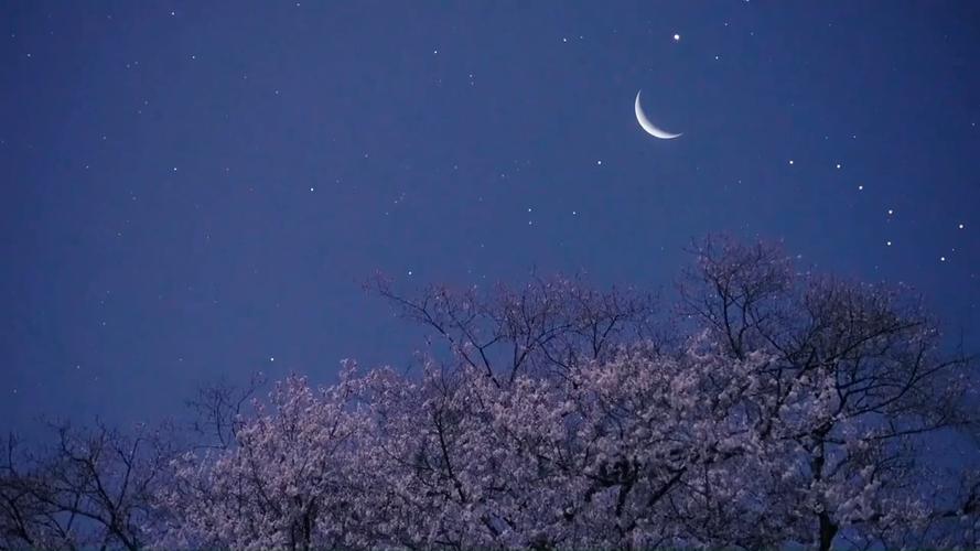最美的风景#夜晚的樱花,美得好像一场梦!