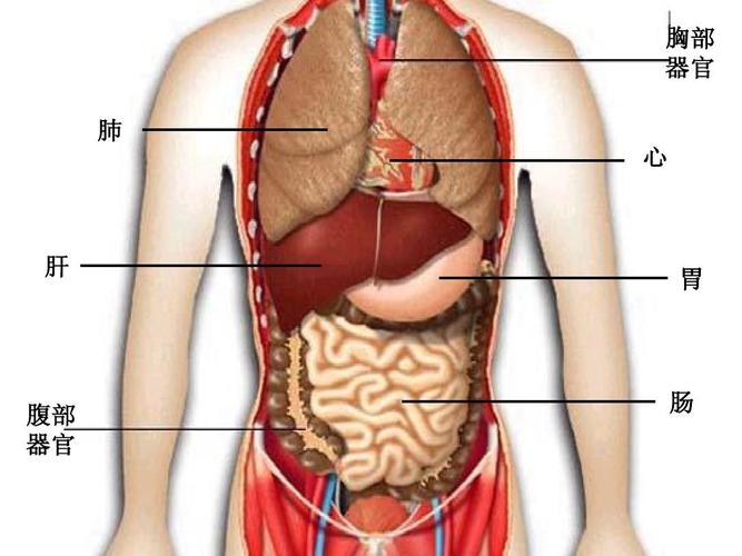 小学科学课件四年级上册《呵护我们的身体》人体器官课件ppt