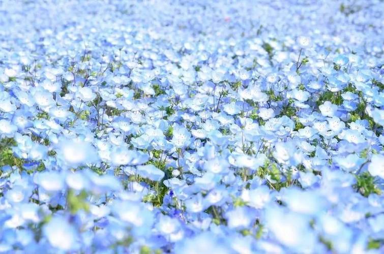 日本网友疯传的蓝色花海就在这里五一期间正盛开