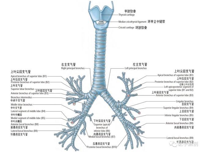 支气管大体解剖
