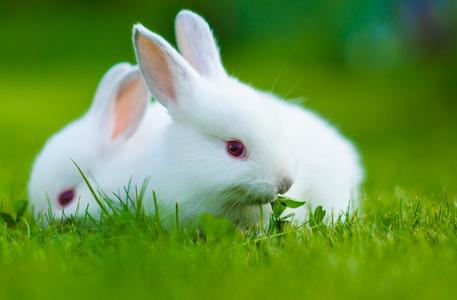 兔子兔宝宝复活节图片-兔子兔宝宝复活节素材-兔子兔宝宝复活节插画-