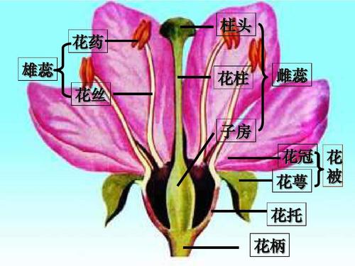 生命科学 花的结构和植物的繁殖ppt