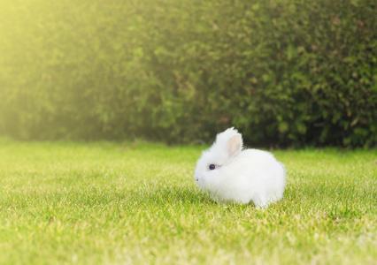 绿色的草坪上兔子小白兔在花园里的草坪上照片