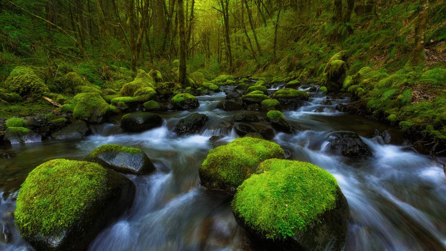 唯美森林溪水自然风景桌面壁纸,青山绿水的大自然风景,追随大自然最本