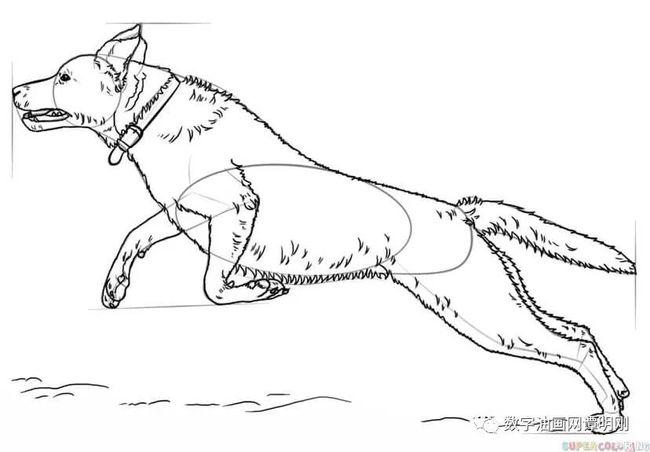 第5步 画出狗的脚趾,腿部,眼睛,尾巴和项圈的轮廓.
