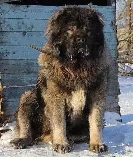高加索是一种超大型犬,它还是俄罗斯的国宝犬种,自身