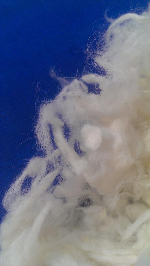 丝光羊毛  56支细支羊毛 丝光碳化羊毛 洗净毛 毛纺织家纺原料