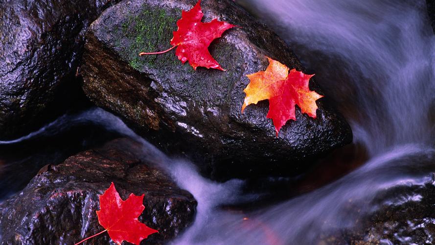 唯美的秋色美景自然风光高清电脑桌面主题壁纸图片(八)