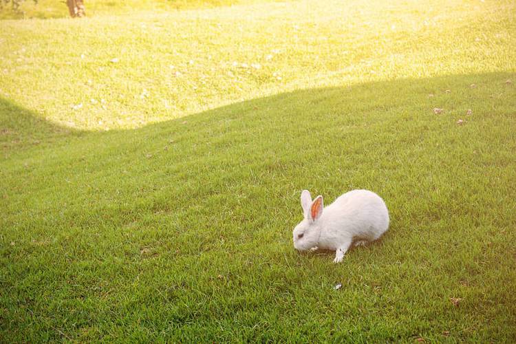 兔子,草,白色,草地,公园_高清图片_全景视觉