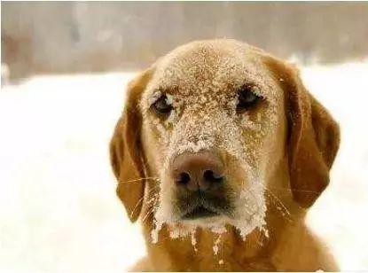狗狗被拴在29室外冻的发抖流浪汉用身体给他取暖