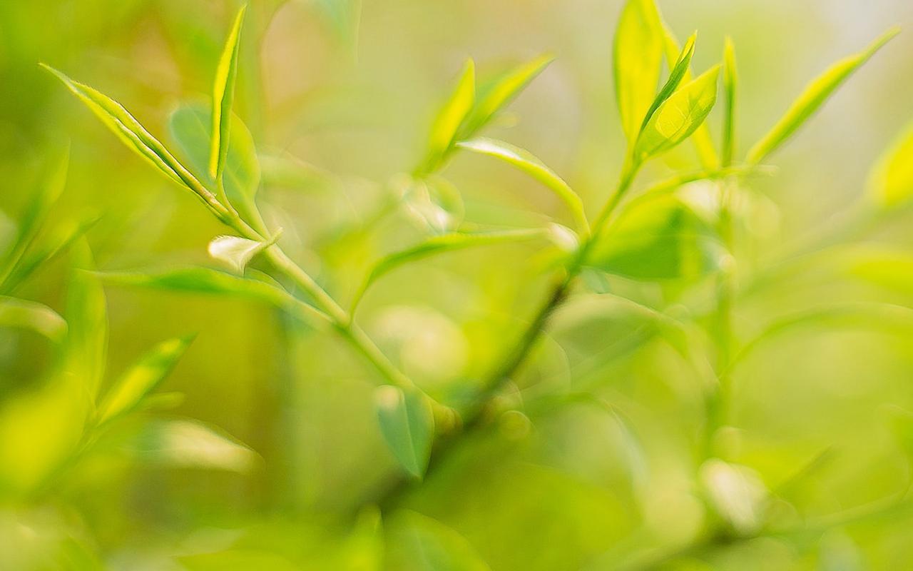 桌面壁纸 植物壁纸 绿色护眼植物高清摄影图片电脑壁纸 (5/ 8) 2018