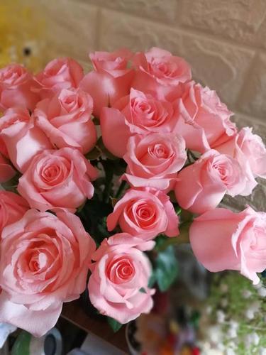 【读本鲜花】46元包邮!戴安娜:纯粉色玫瑰(一扎20枝)