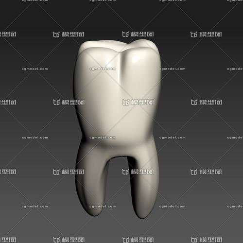 牙齿模型医学模型