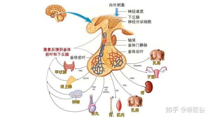 下丘脑垂体系统与外周内分泌腺<br>及器官组织的功能联系